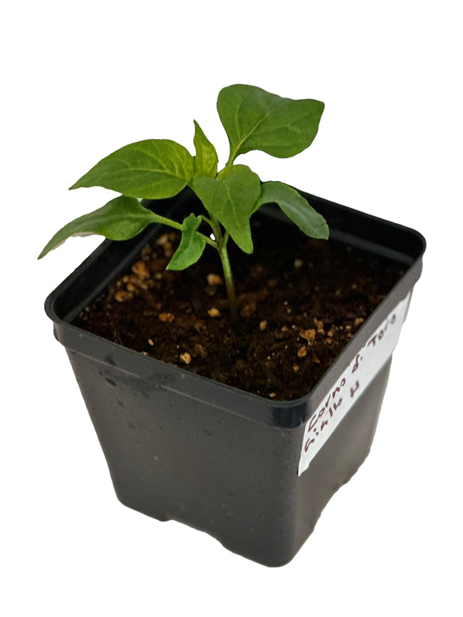 Small Corno di Toro Giallo sweet pepper plant in a 4" pot
