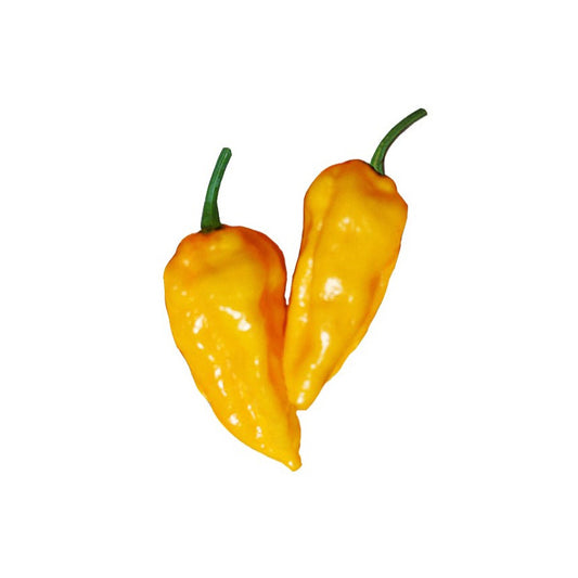 Two ripe yellow Datil peppers with glossy skin, showcasing the hot and fruity heirloom variety from the Datil Pepper Seeds - Spice Up Recipes | 10 Seeds, Hot Flavor collection.