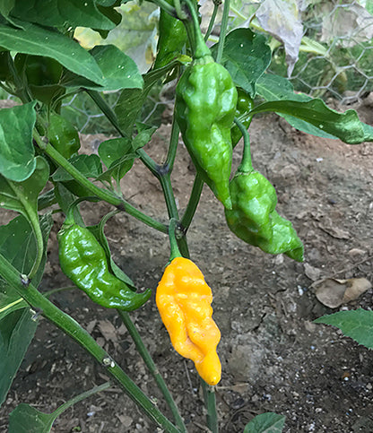 Devil's Tongue Pepper Seeds