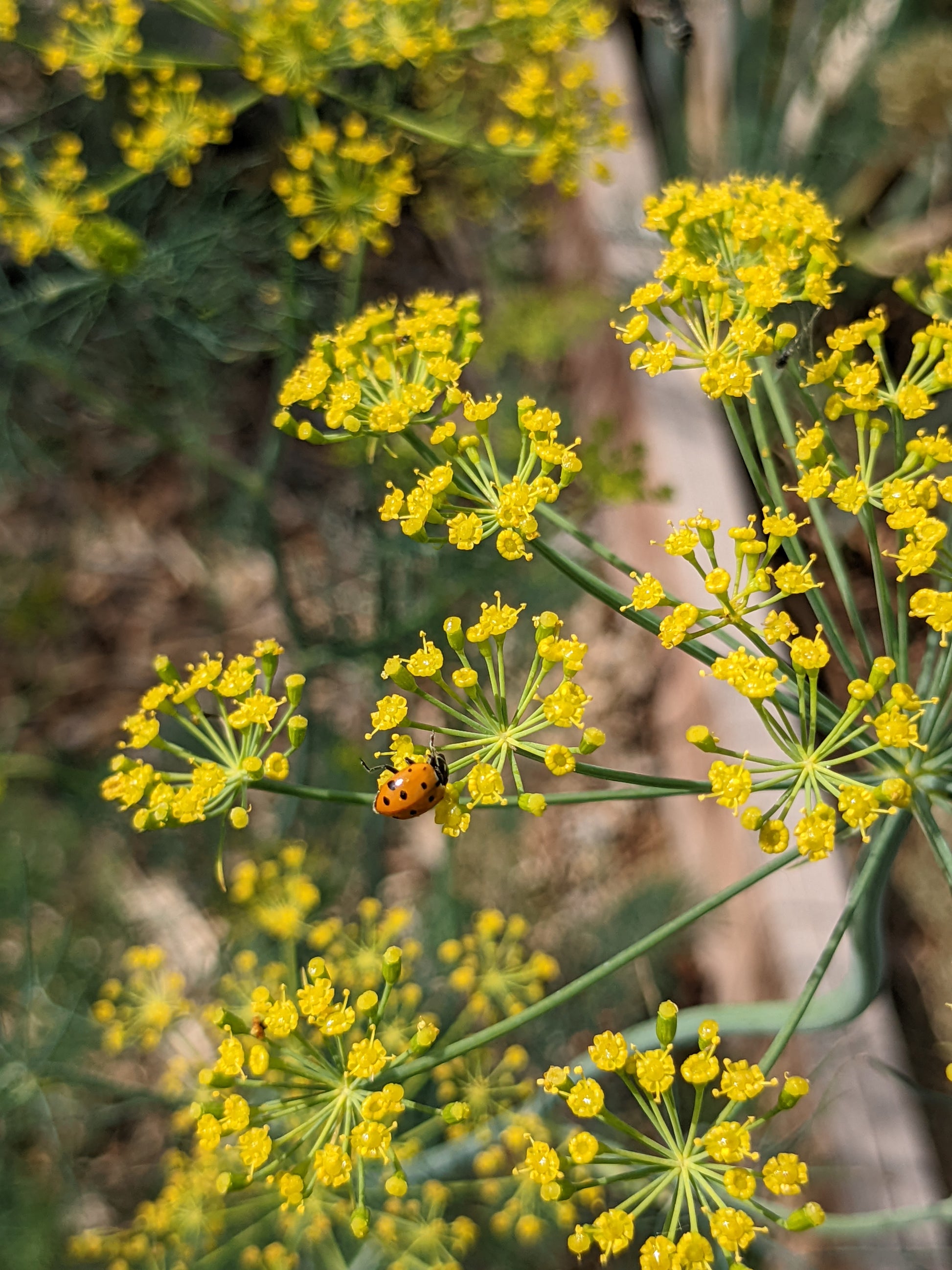 dill flower seeds Bouquet Dill Seeds