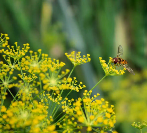 Close-up of a native pollinator on yellow dill flowers in a garden, with vibrant green foliage and a blurred background. Dill flowers increase pollinator activity in your garden!