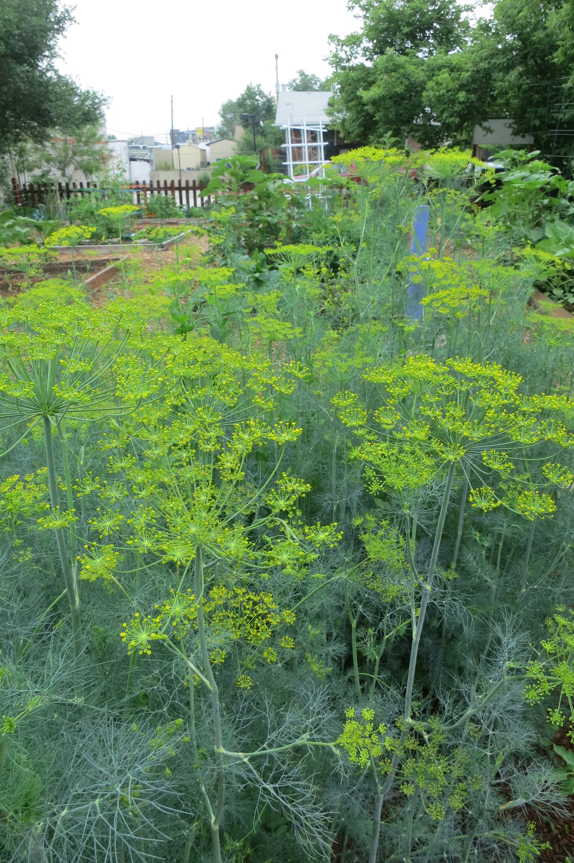 garden dill seeds Bouquet Dill Seeds