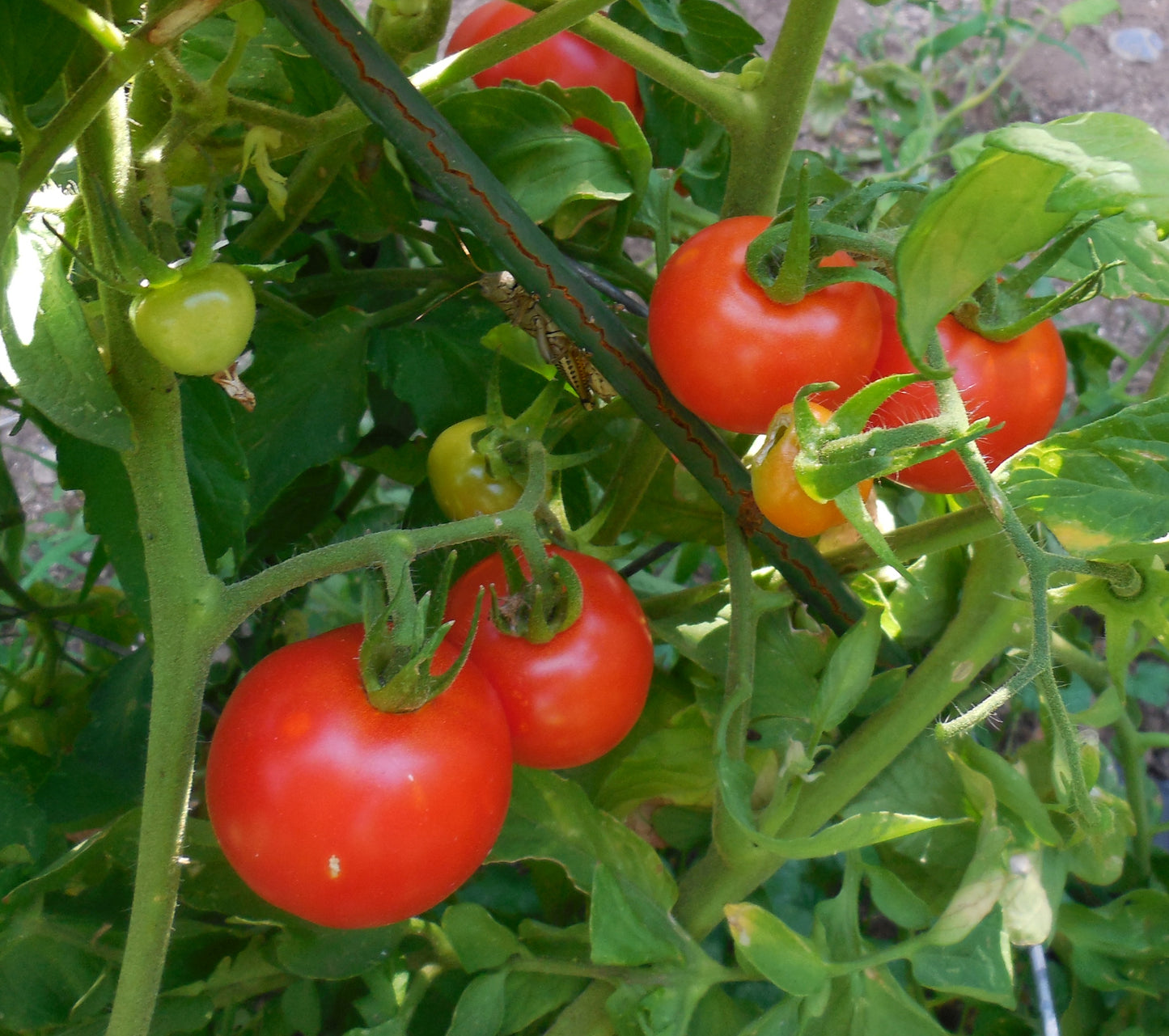 Early Girl tomatoes on bushy plant with plant stake