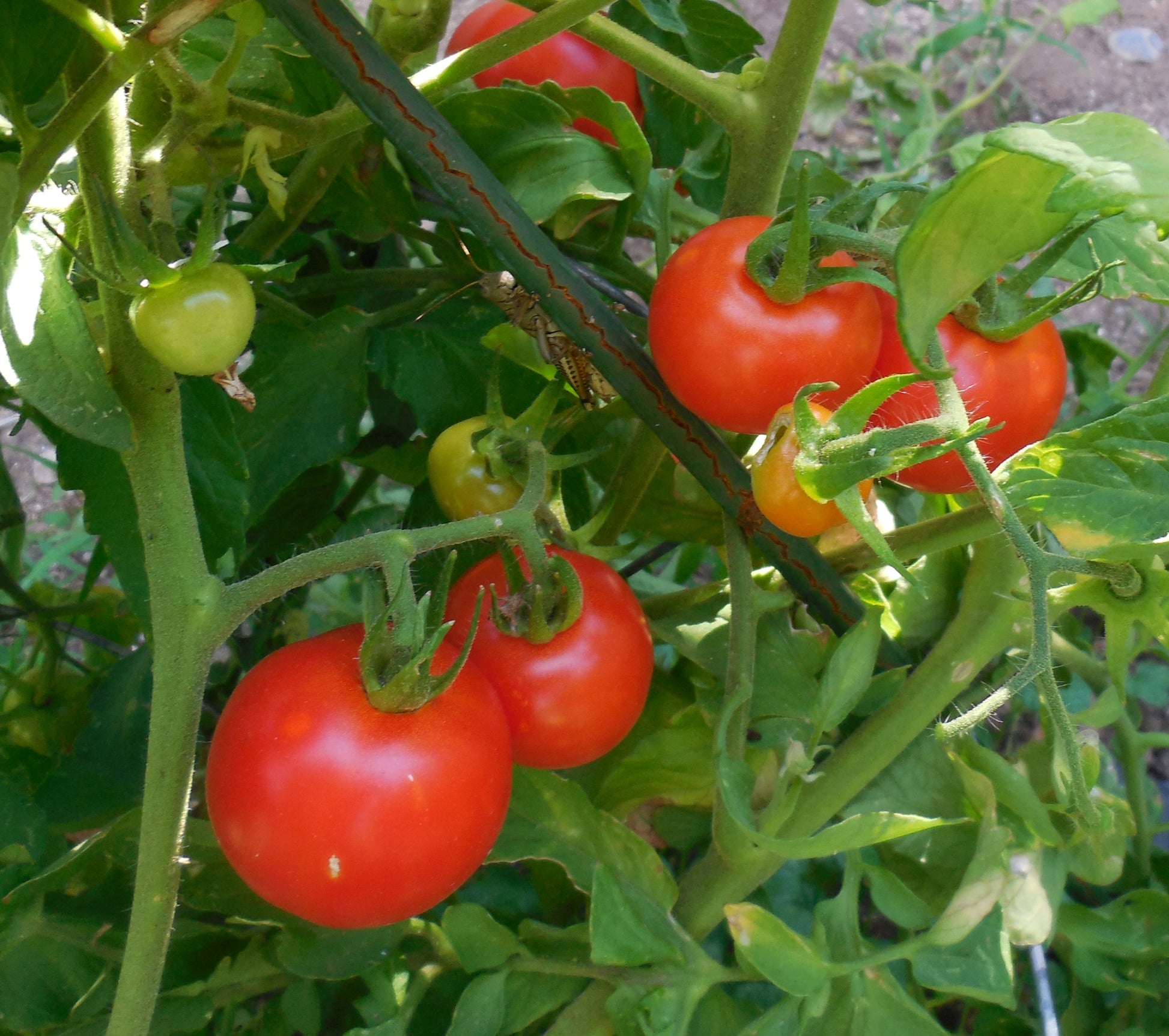 Early Girl tomatoes on bushy plant with plant stake