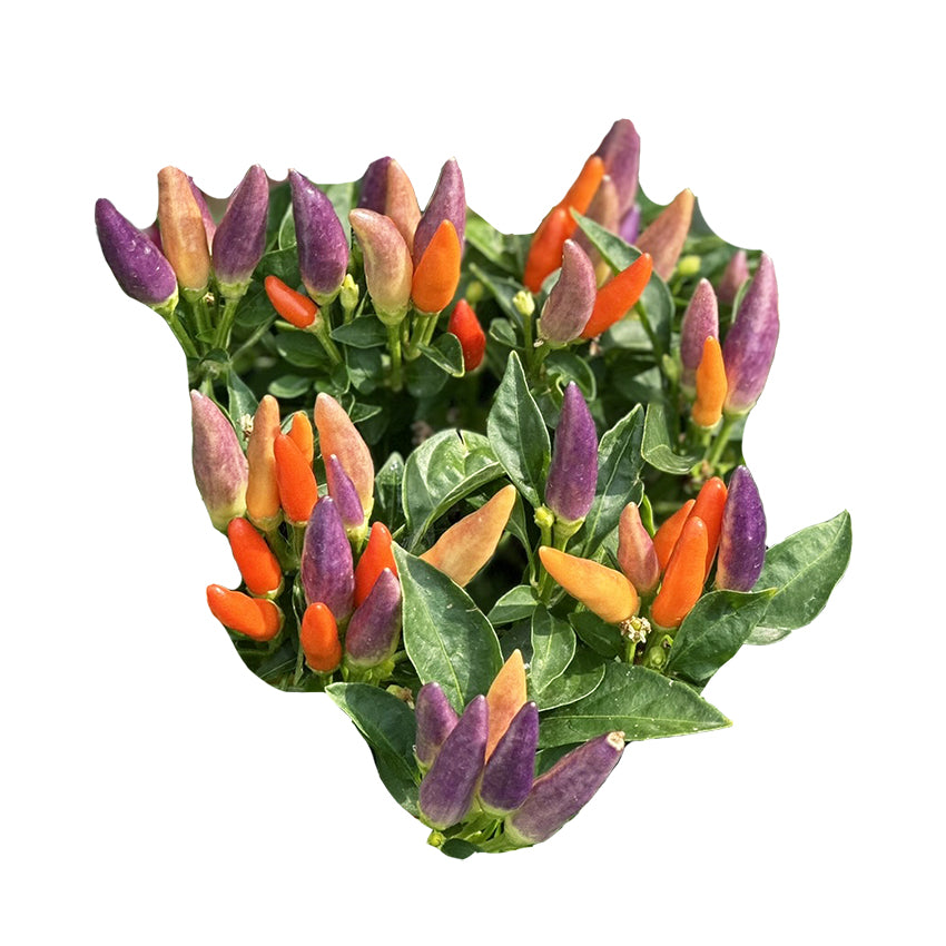 Easter Ornamental NuMex Pepper Seeds - Colorful Spicy – Sandia