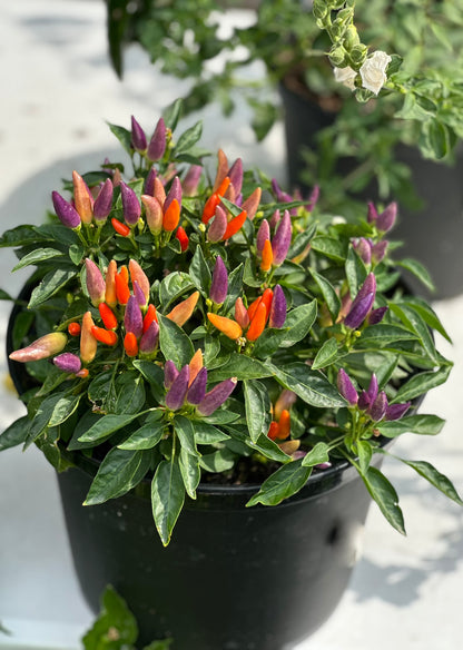 Ornamental Colors Pepper Seeds - 6-Pack Discount Sale - For Patio Decor - Purple, Yellow, Orange and Pastels