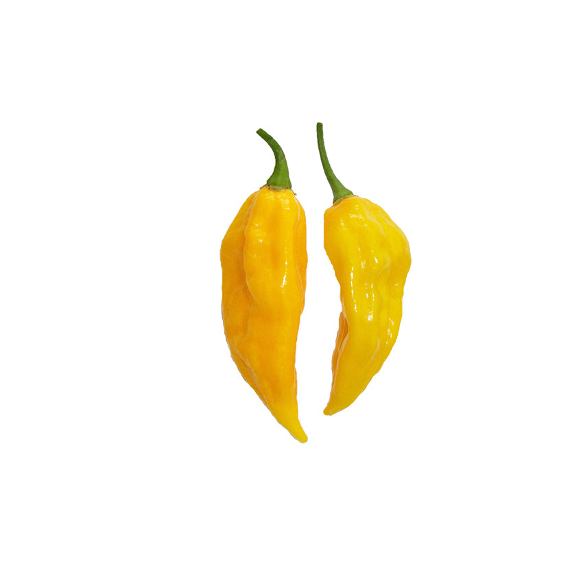 Two yellow fatalii peppers with green stems on a white background