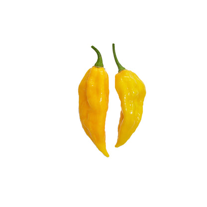 Two yellow fatalii peppers with green stems on a white background