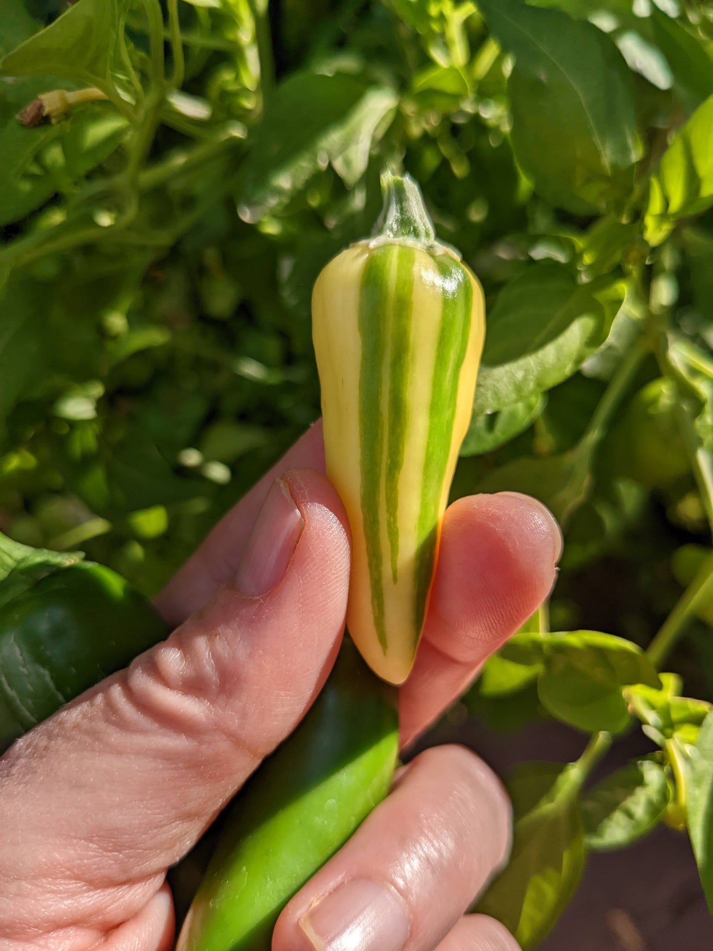 Love the stripes on Fish Peppers