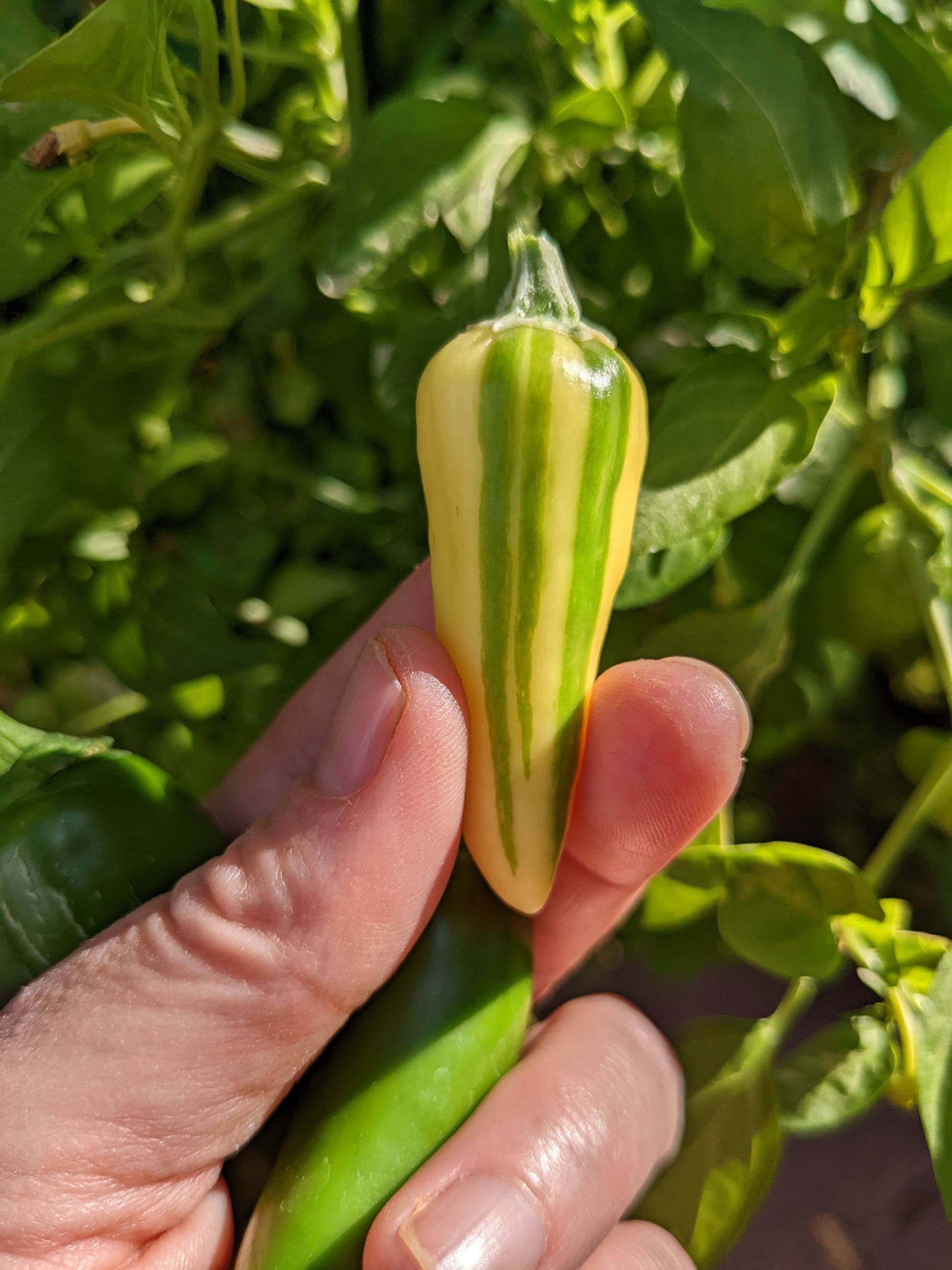 Love the stripes on Fish Peppers