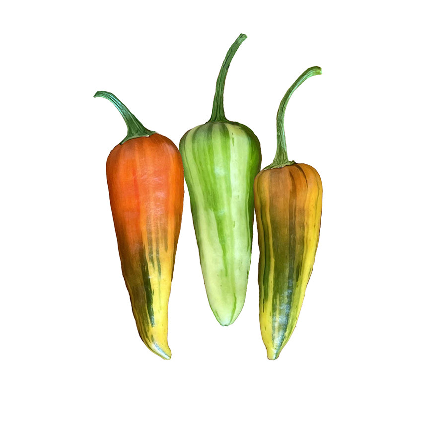 Fish Pepper Seeds - Unique Variegated Peppers - Heirloom Variety showing three striped peppers in red, green, and yellow hues with curved stems.