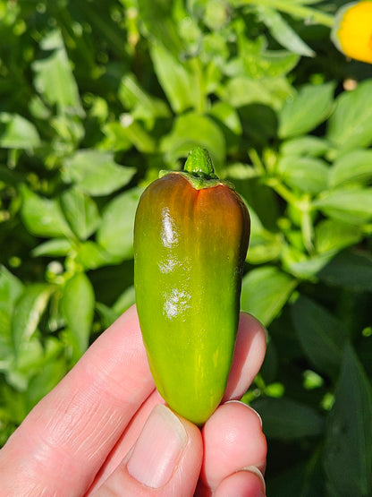 Fish pepper ripening to it's final red color