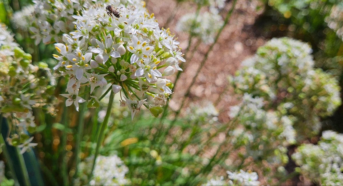 Garlic Chives and Pollinators