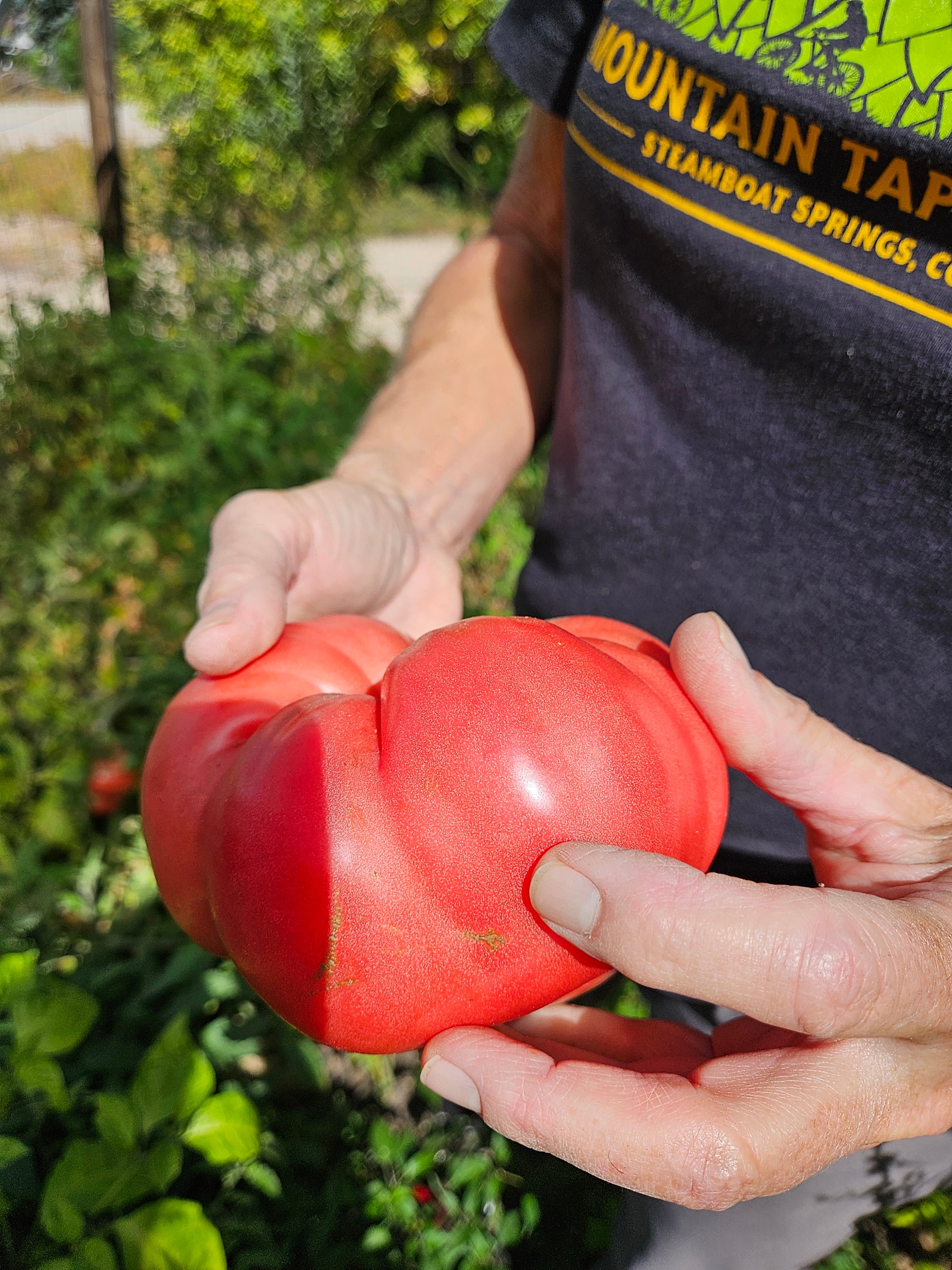 Giant Pink Brandywine Tomato grown from Seeds