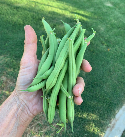Provider Green Bush Bean Seeds - Reliable Growth and Great Flavor