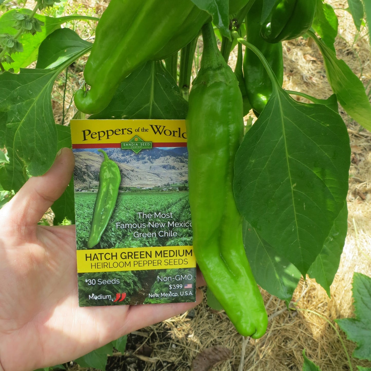 Hatch Green Medium - Big Jim Chile Seeds - Nice Heat & Great Flavor