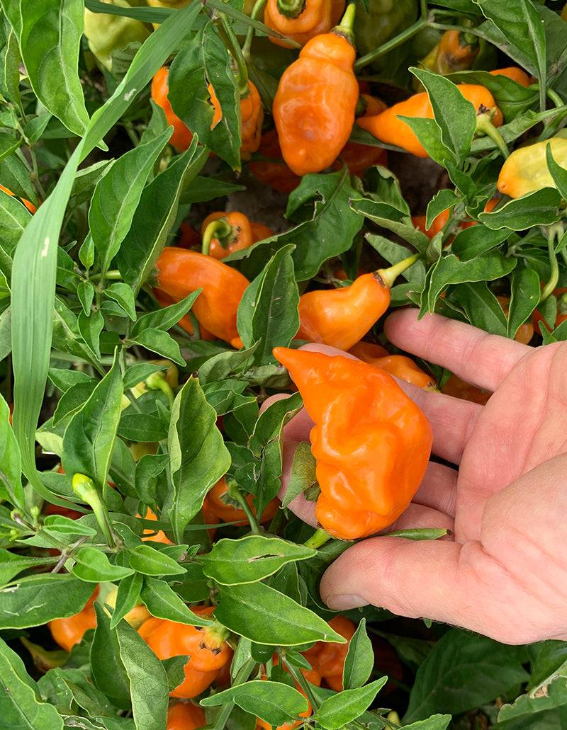 habanero seed planting Habanero Habanada Sweet Pepper Seeds & Plant