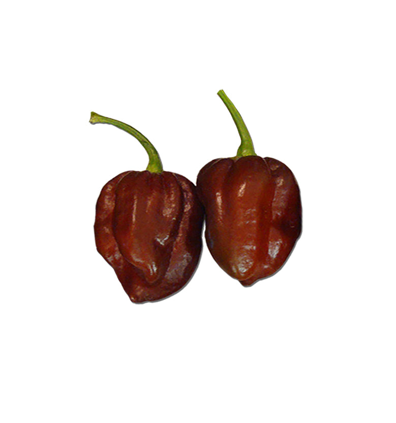 Two Chocolate habanero peppers on white background