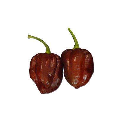 Two Chocolate habanero peppers on white background