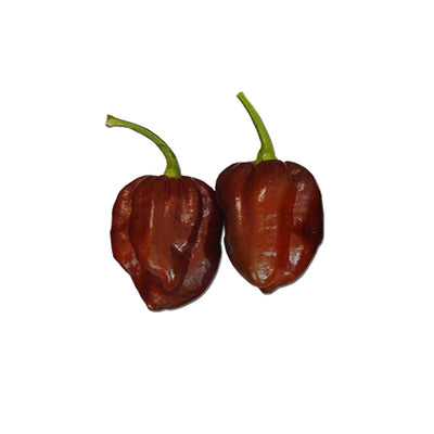 Habanero Chocolate Seeds for Unique Flavor & Extra Heat
