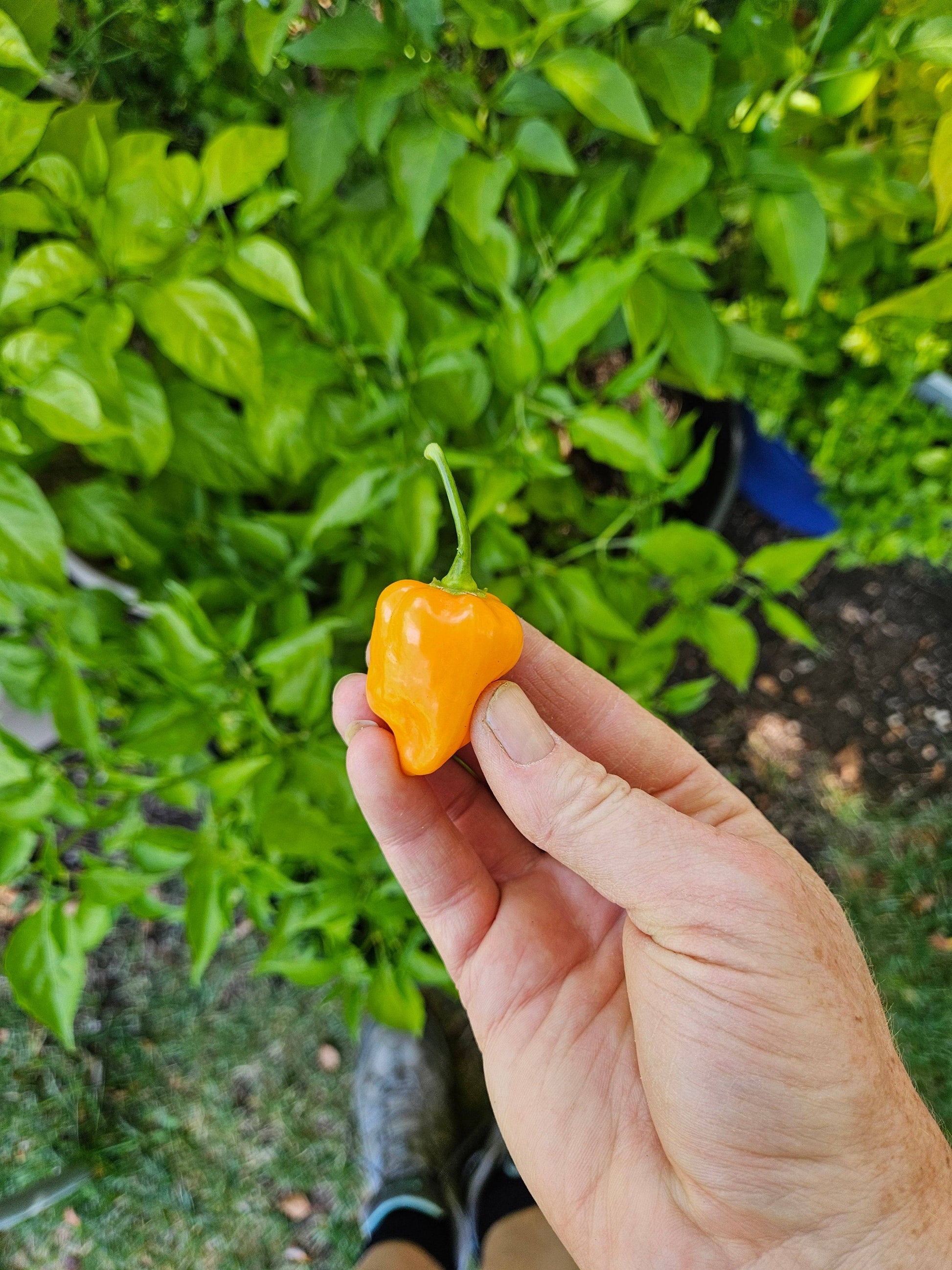 plant orange from seed Habanero Orange Seeds - Intense Flavor