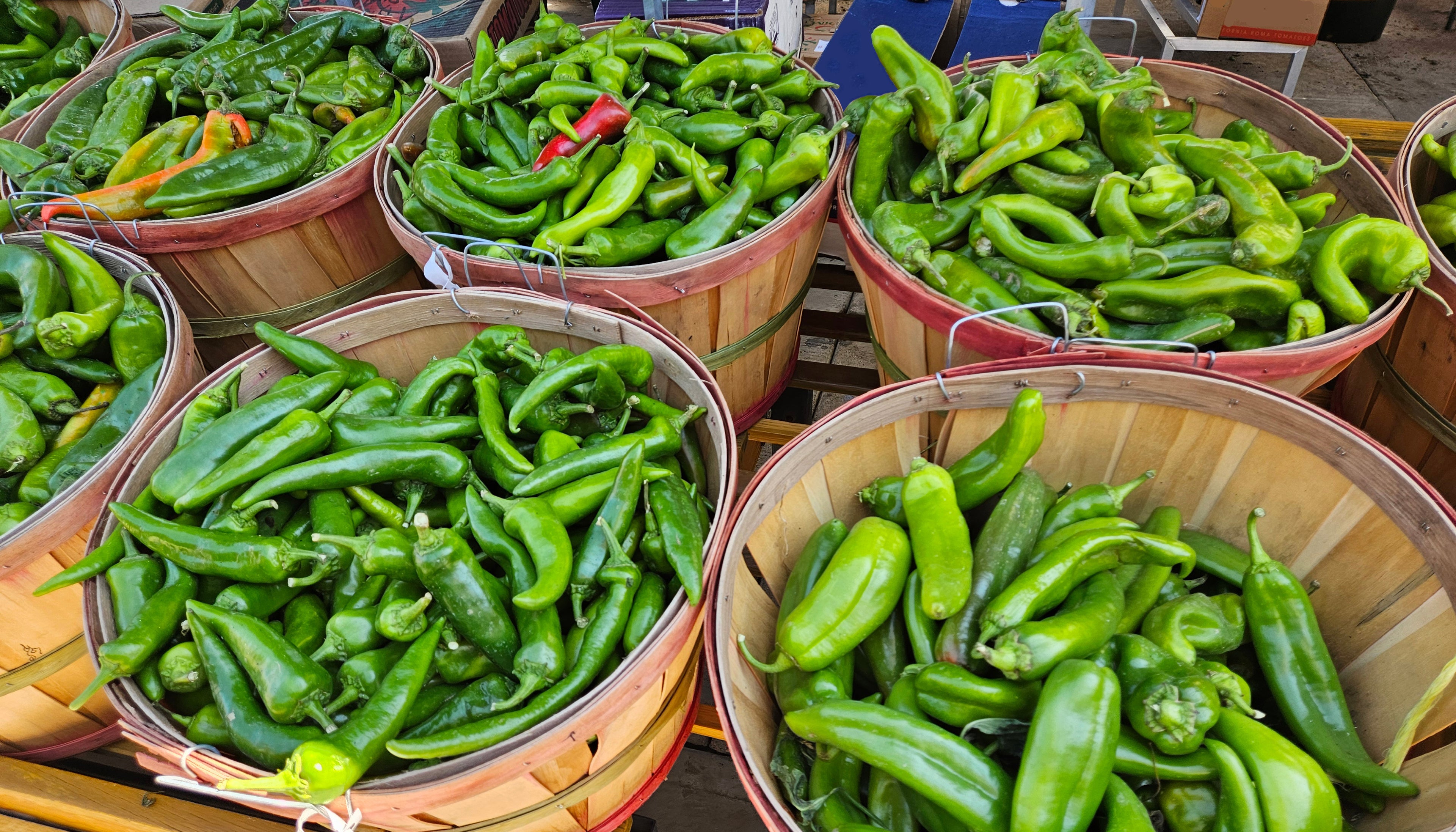 Hatch Chile Seeds from Sandia Seed - Grow Peppers of the World