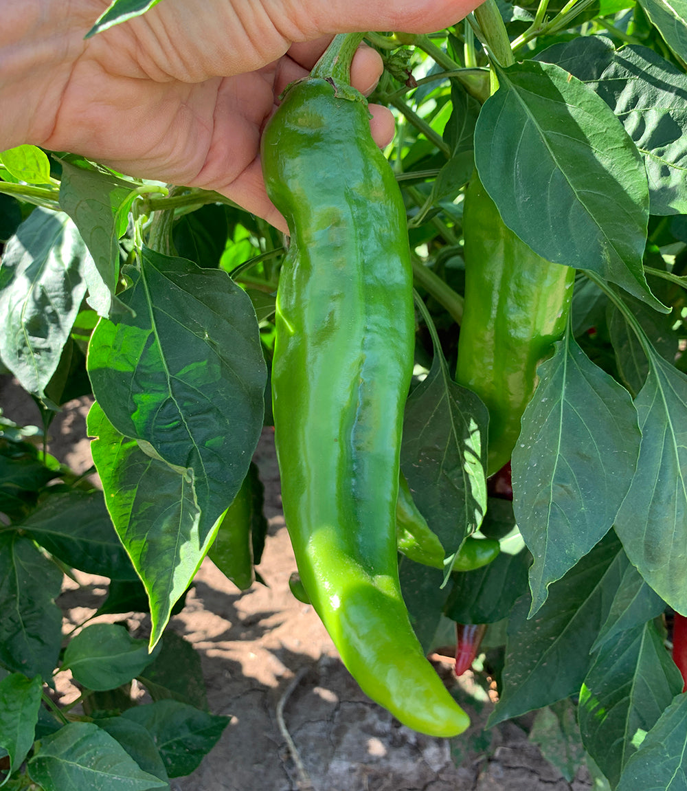 thick seed plant Doublecross Chile Seeds - Hatch Green