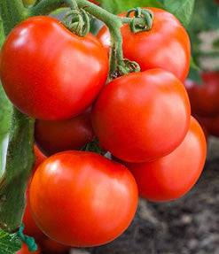 Heinz Paste Tomato Seeds produce clusters of ripe, red plum tomatoes ideal for sauces and canning. Compact heirloom plants with early harvest.