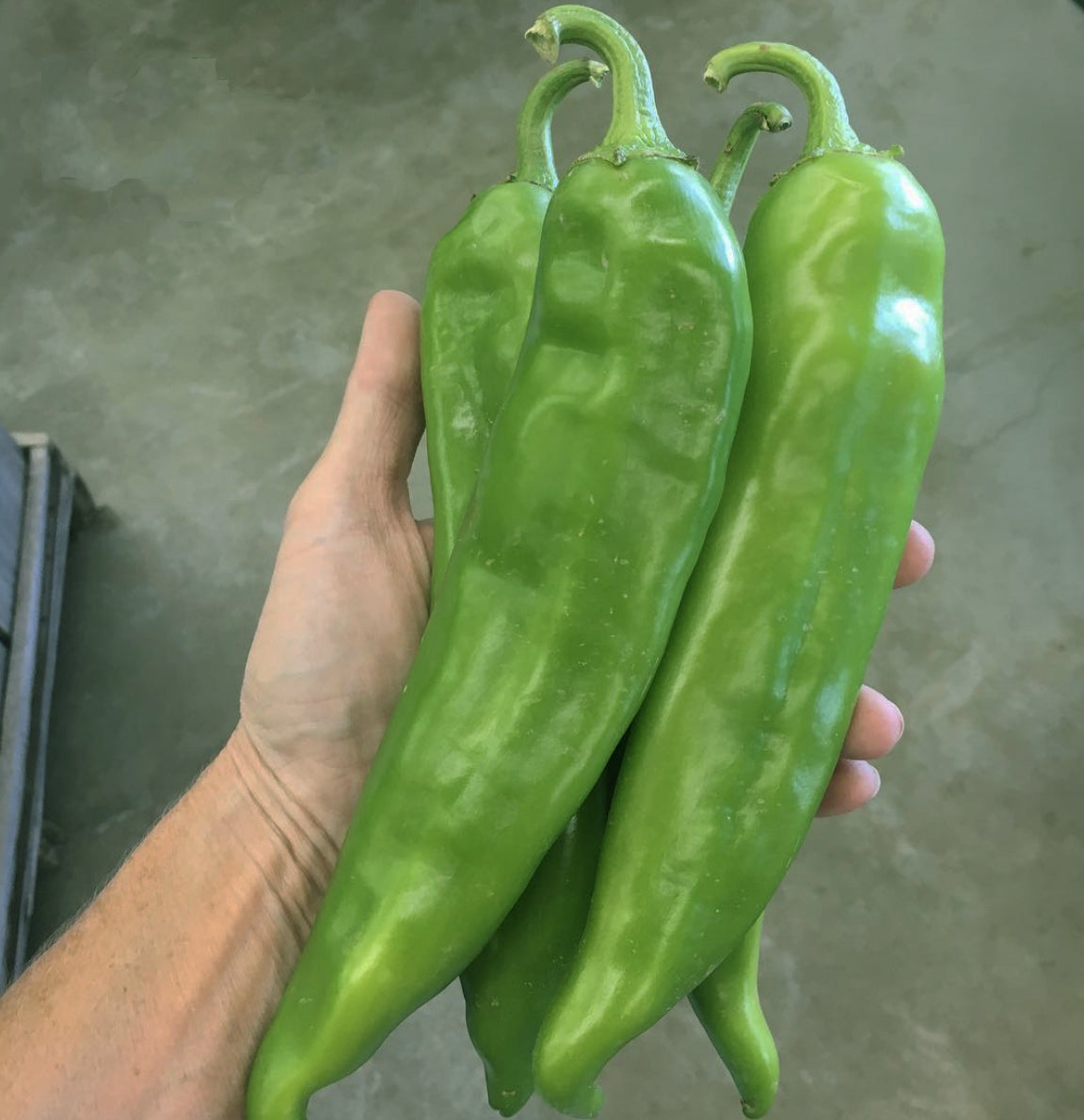 Hatch Green Hot - Doublecross Chile Seeds