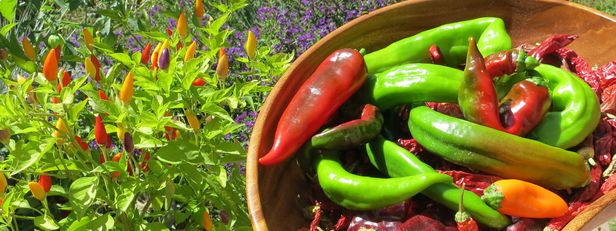 Hatch Chile Seeds + Seeds for Peppers of the World