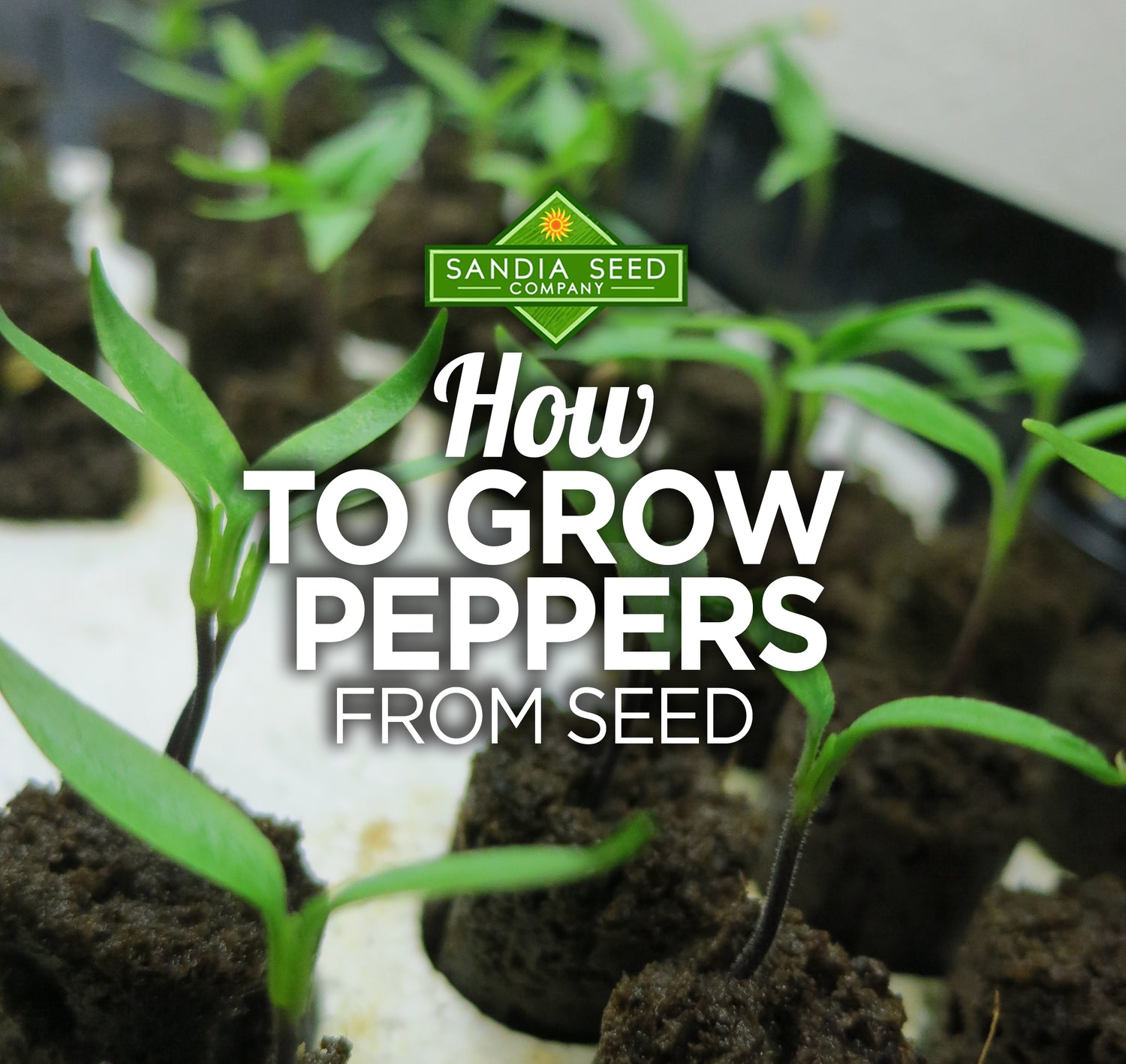 How to Grow Peppers from Seed
