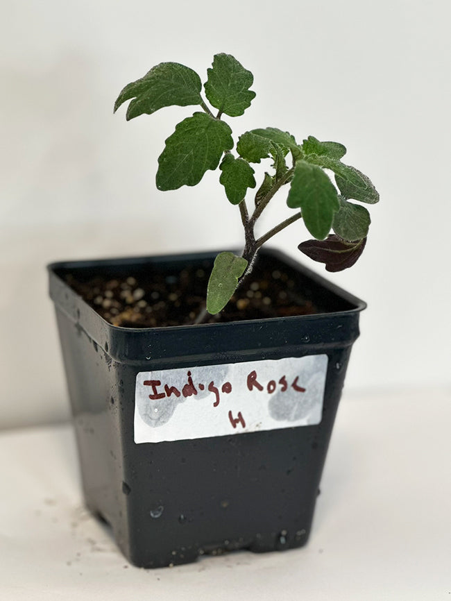 Indigo Rose tomato seedling in 4" pot