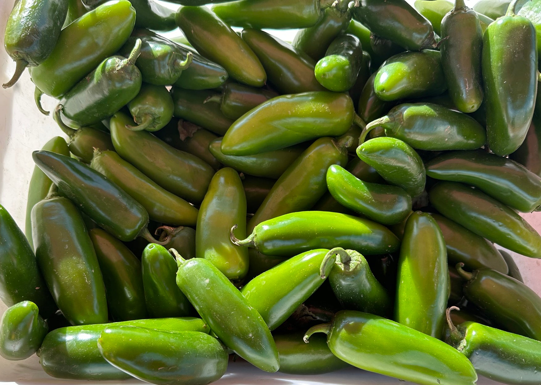 jalapeno plant seeds Jalapeño M Pepper Seeds