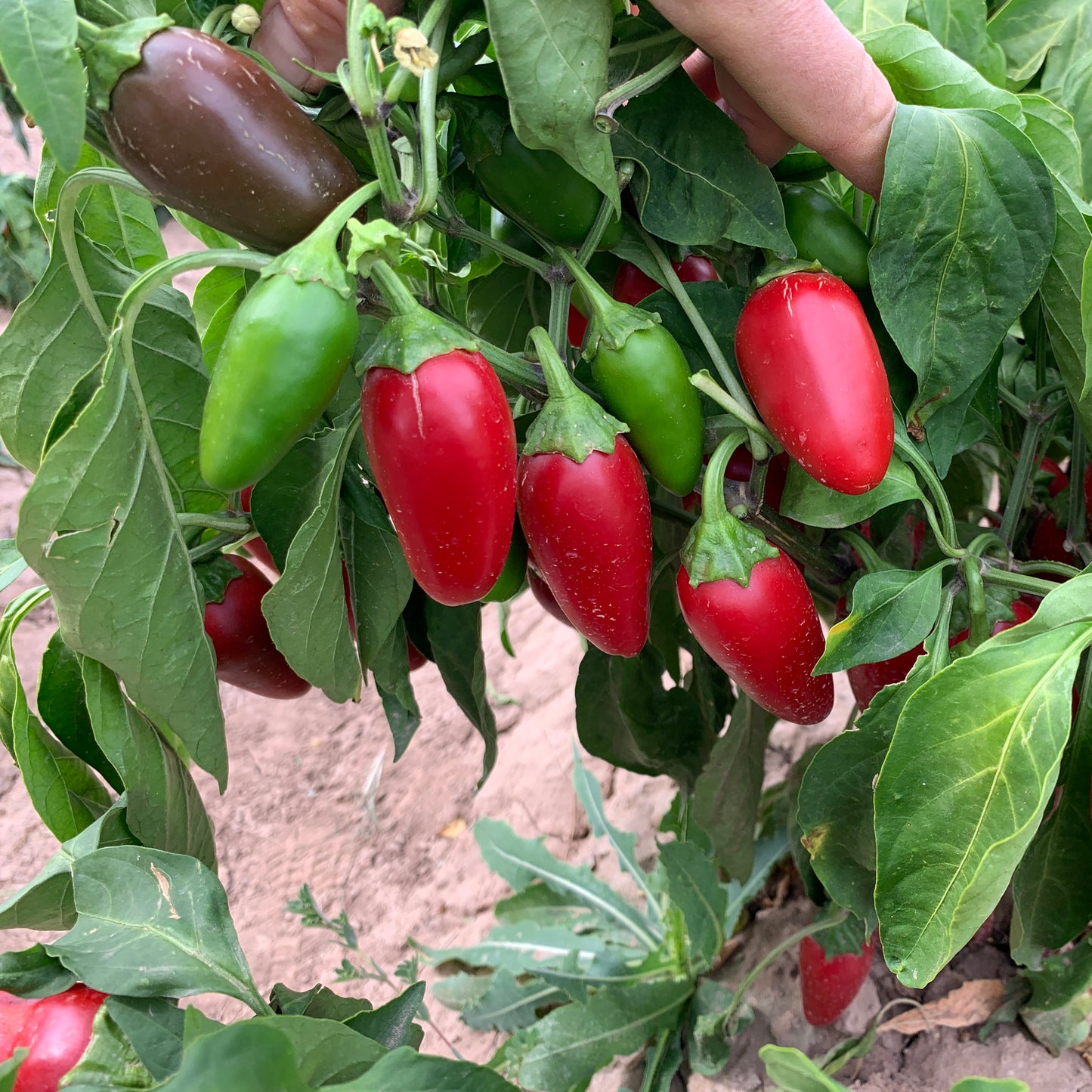 Jalmundo NuMex Pepper Seeds