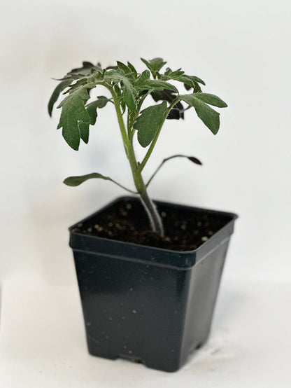 Jet Star F1 Tomato Seeds - Easy to Grow Sweet Tomatoes