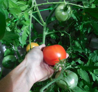 Hand picking a ripe Jet Star tomato from a plant with green leaves and other tomatoes in the background.