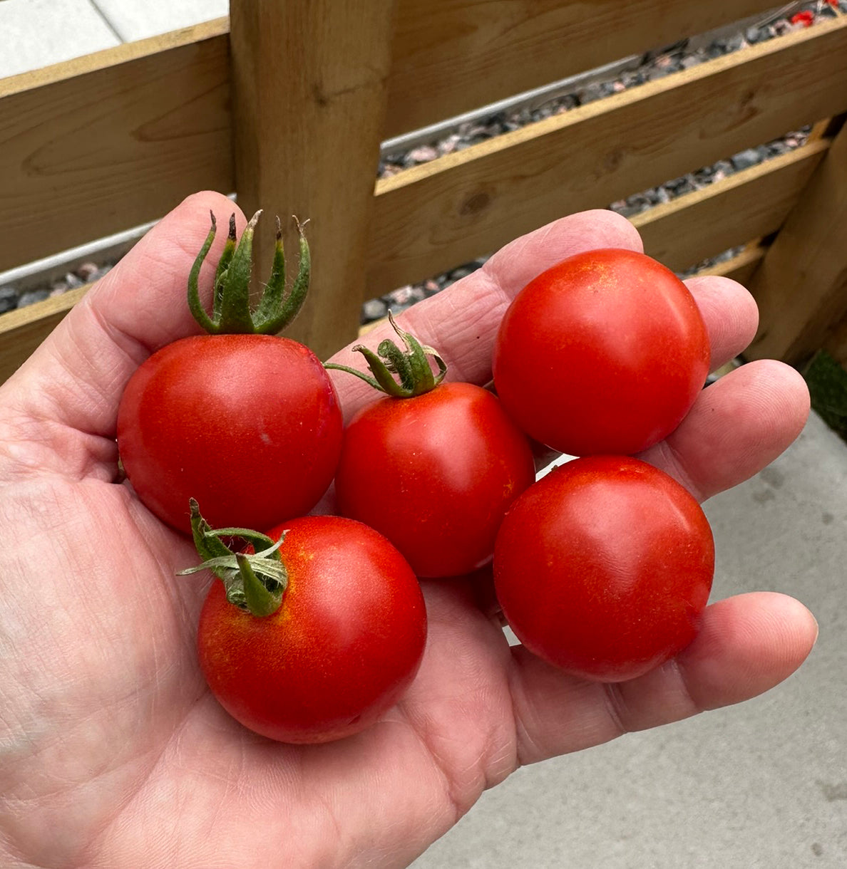 Four ripe red cherry tomatoes with green stems held in a person's hand, with a wooden garden fence and concrete ground in the background.