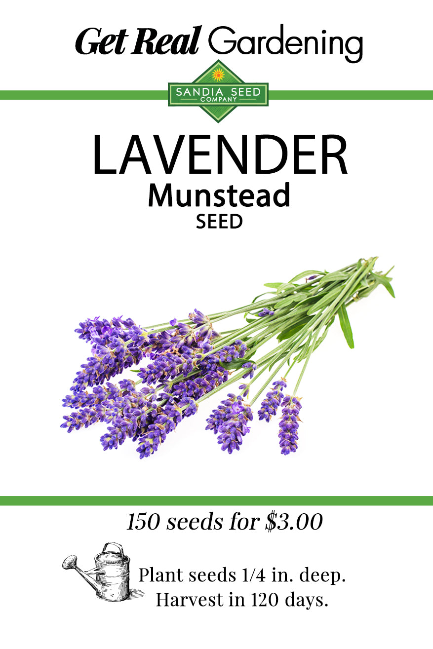 Sandia Seed Company lavender Munstead seed packet with purple lavender flowers, plant instructions, and a watering can illustration
