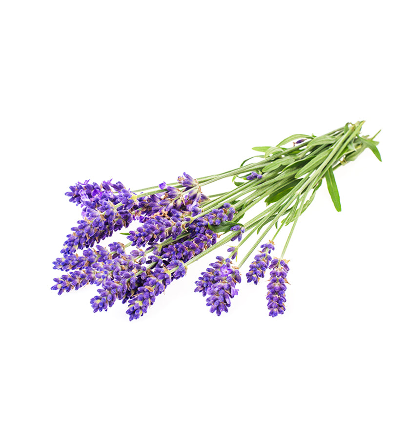 Fresh lavender Munstead with vibrant purple flowers and green stems, ideal for fragrant garden planting and culinary use.