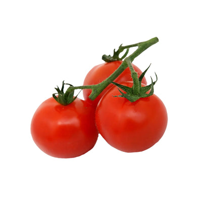 Marglobe Seeds - High Yield Tomato - Disease Tolerant