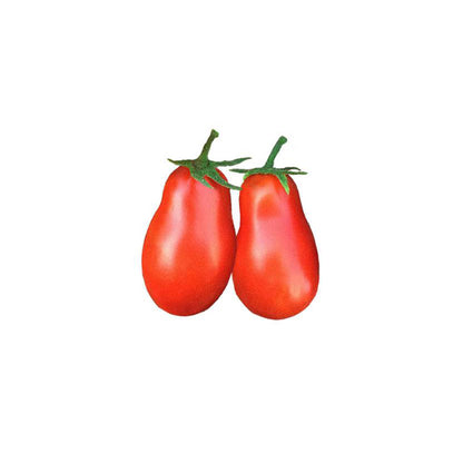 Martino's Roma Tomato Seeds - Heirloom - Compact Plant - Abundant Harvest