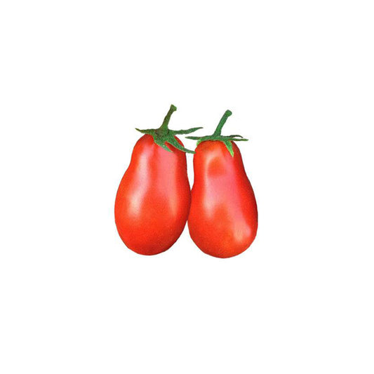 Martino's Roma Tomato Seeds - Heirloom - Compact Plant - Abundant Harvest