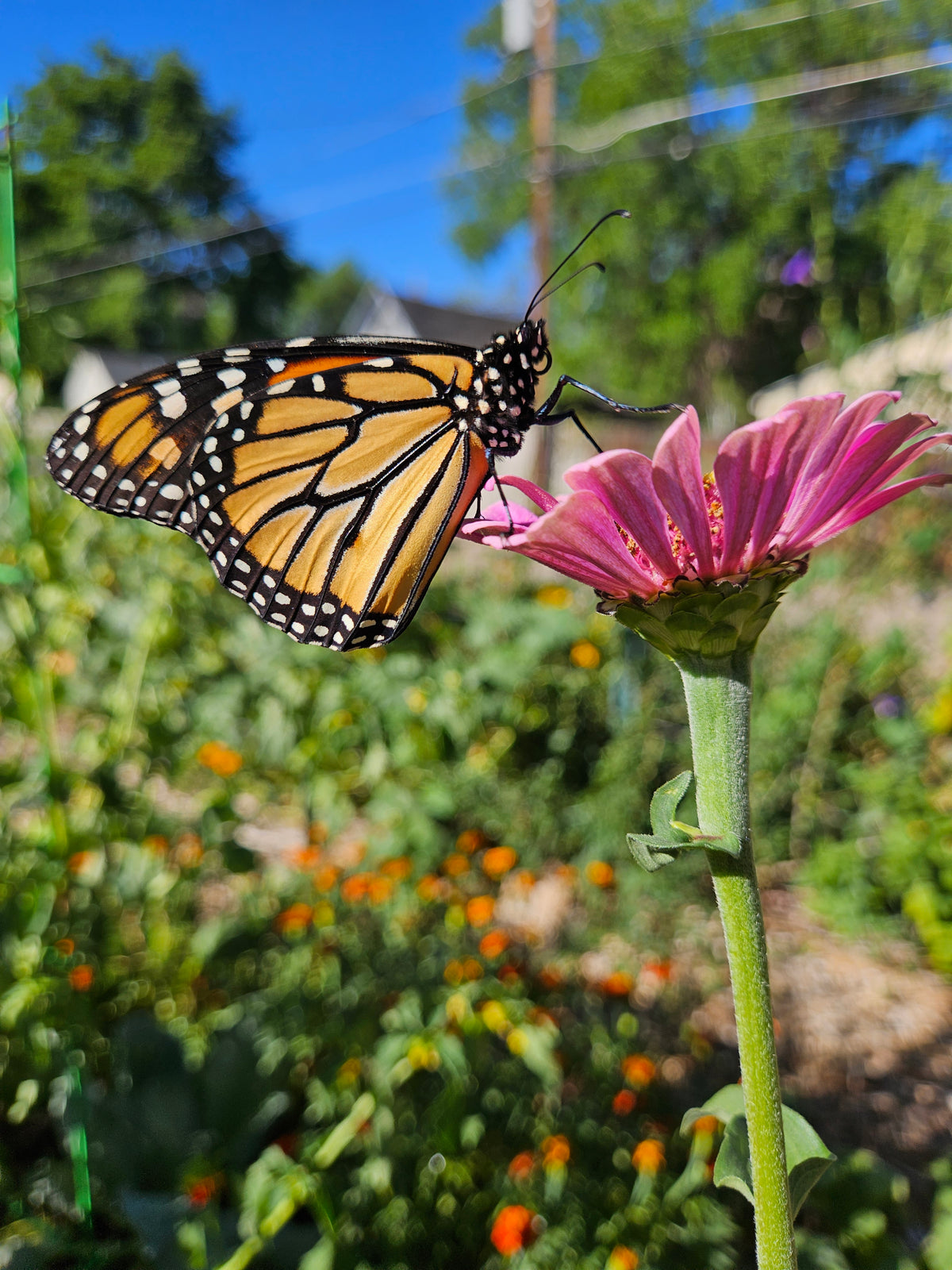 A monarch butterfly with orange, black, and white wings perched on a pink Zinnia flower in a sunny garden with green foliage and a blue sky in the background.

