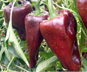 Poblano Mulato Isleño Chile - Chocolate Poblano Seeds