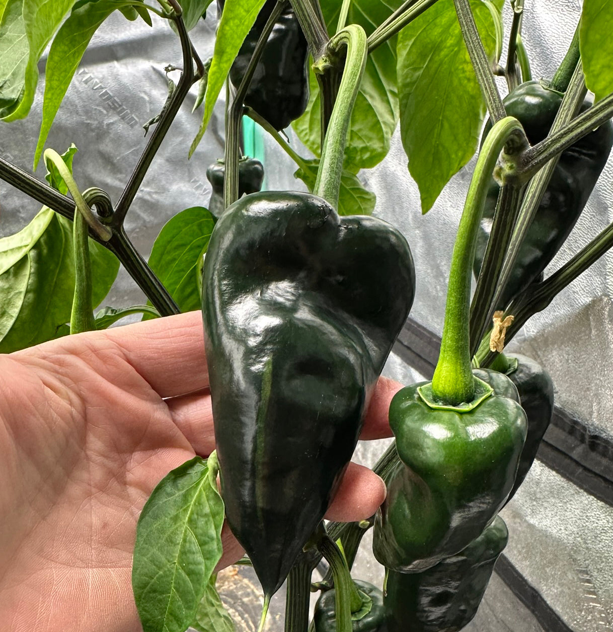 Mulato Isleño Seeds - Chocolate Poblano peppers growing on plant with deep green pods, showcasing early stage of mild chile development.