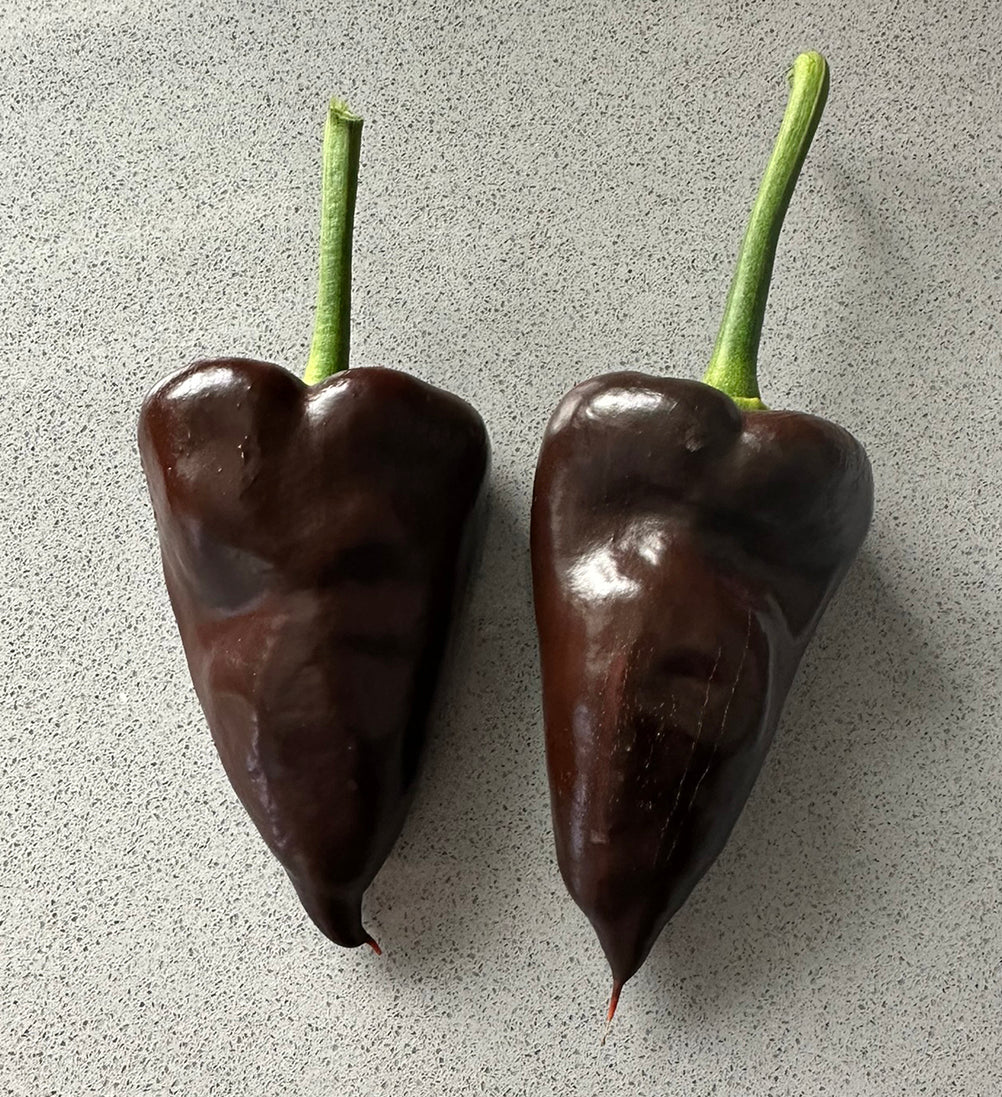 Mulato Isleño Seeds - Chocolate Poblano peppers with smooth brown skin on countertop, highlighting mild flavor and heirloom quality.