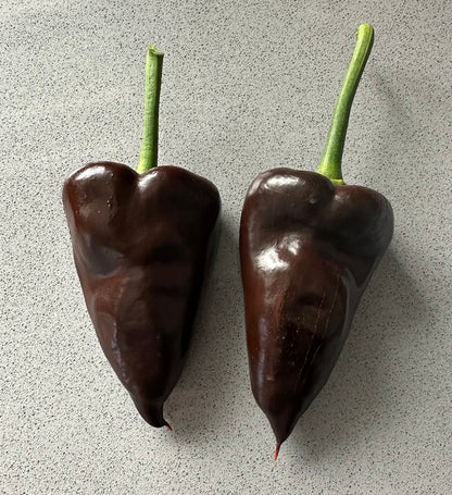 Mulato Isleño Seeds - Chocolate Poblano peppers with smooth brown skin on countertop, highlighting mild flavor and heirloom quality.