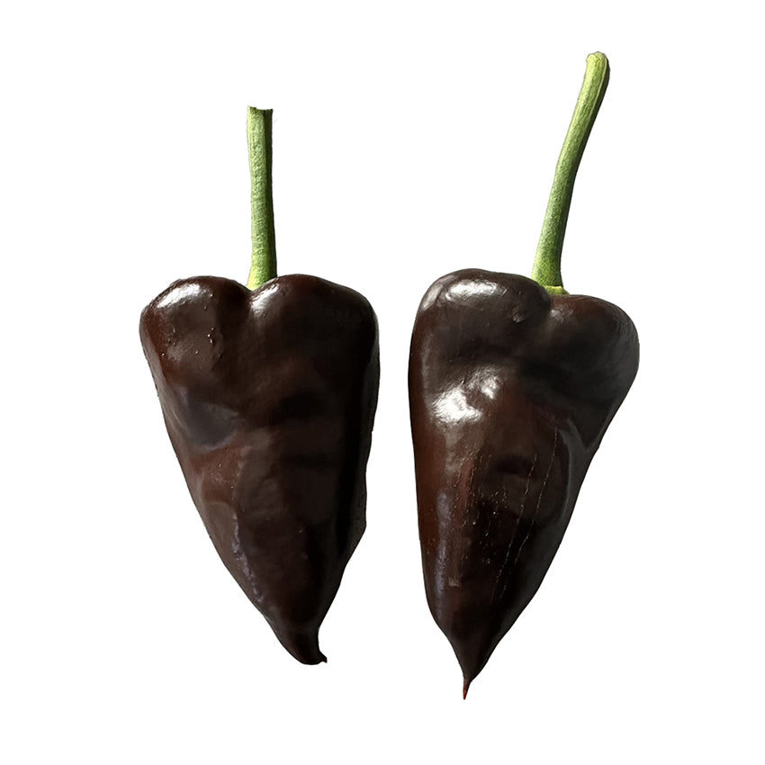 Poblano Mulato Isleño Chile Seeds - Chocolate Poblano - Mild Flavor