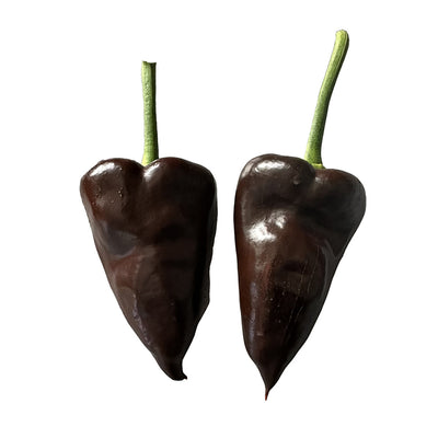 Poblano Mulato Isleño Chile Seeds - Chocolate Poblano - Mild Flavor