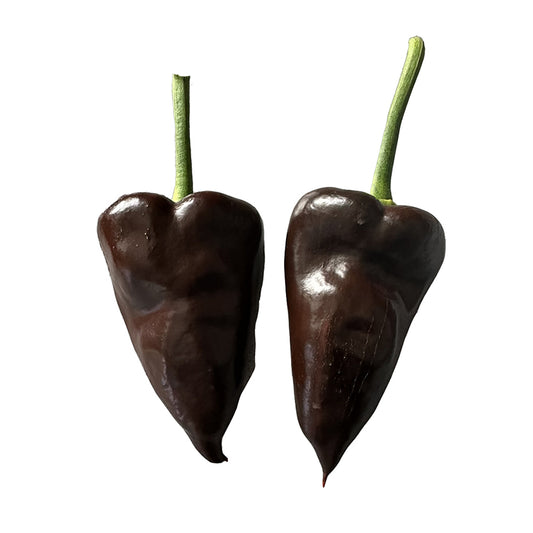 Poblano Mulato Isleño Chile Seeds - Chocolate Poblano - Mild Flavor